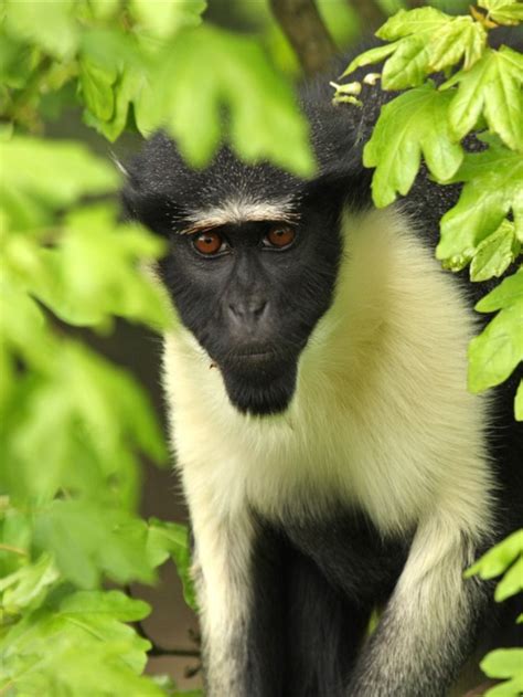 On Becoming A Guinea Fowl 2025 𝚆𝚊𝚝𝚌𝚑 Online With Commentary
